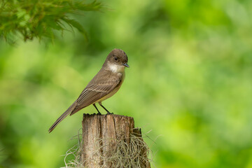 A phoebe perced on a tree branch