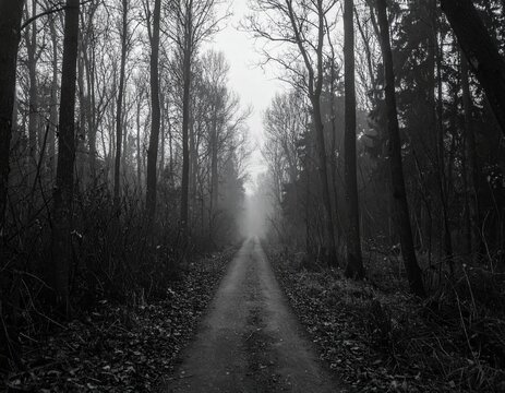 A foggy forest path with no visible end, surrounded by dark trees and overcast skies – Depression

