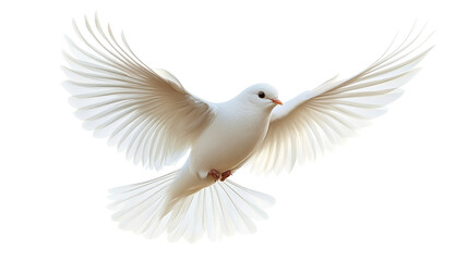 Elegant White Dove in Flight with Wings Spread Wide, cut out transparent