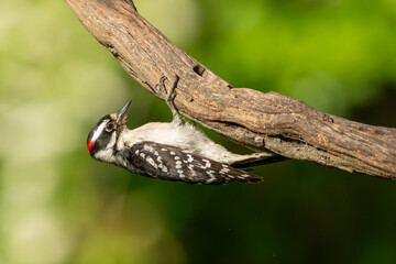 A downy woodpecker perched on a tree limb