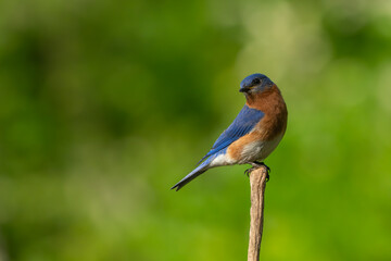 A bluebird perched on a tree branch