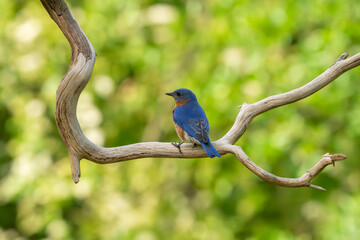 A bluebird perched on a tree branch