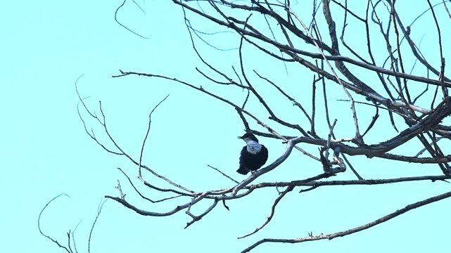 White-throated Dipper, Cinclus cinclus, perching on a branch and cleaning its feathers.
