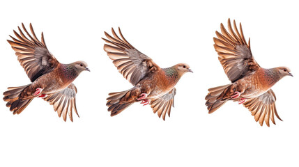 Fototapeta premium Three brown pigeons flying, wing spread action shot, cut out transparent