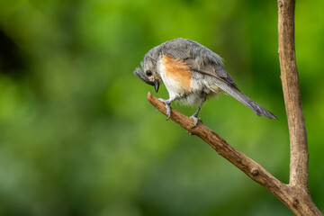 A tufted titmouse perced on a tree branch