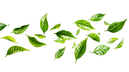 Fresh green tea leaves scattered, vibrant foliage, cut out transparent