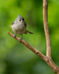 A tufted titmouse perced on a tree branch