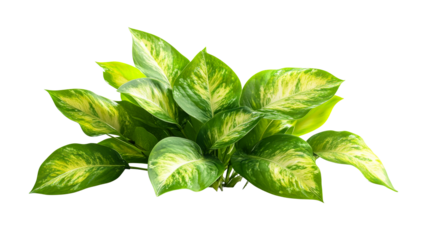 Golden pothos houseplant, green foliage arrangement, cut out transparent