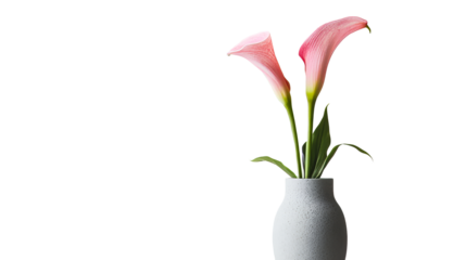 Pair of pink calla lilies in vase, cut out transparent