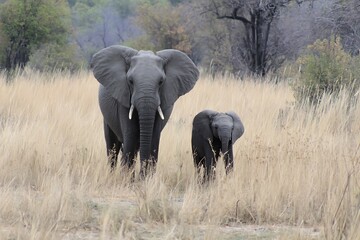 Fototapeta premium Young elephants africa moremi reserve scene 