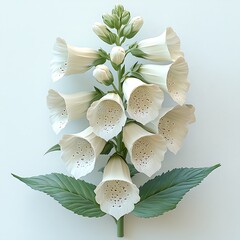 Elegant White Foxglove Digitalis Flower Isolated High Resolution Photo For Botanical Designs