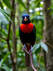 Obraz premium Front view of male violaceous trogon perched in tropical forest