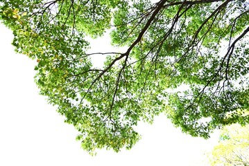 Camphor tree ( Cinnamomum camphora ) Fresh green leaves and flowers. Lauraceae evergreen tree....