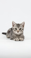 Fototapeta premium Silver Tabby Kitten Charm: Portrait of a Cute, Playful Feline Friend on White. Adorable Grey Striped Cat!