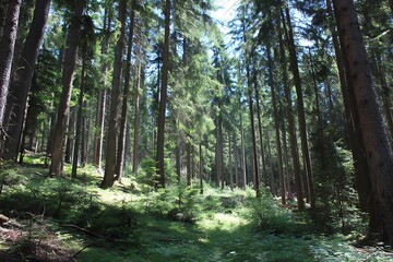 Obraz premium Observing gorgeous pine deciduous forest trees 