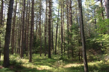 Fototapeta premium Looking at lush pine deciduous woodland 