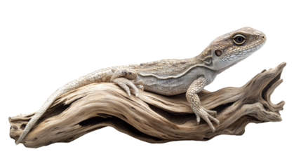 Lizard basking on driftwood, reptile close up, cut out transparent