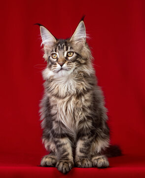 Beautiful Maine Coon kitten on a red background.