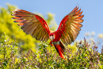 The Vibrant Scarlet Macaw Soars Gracefully in Flight Over the Lush Greenery Below It