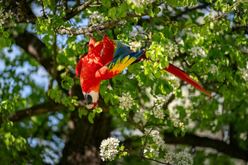 Scarlet Macaw Hanging in Blooming Tree with Lush Green Foliage