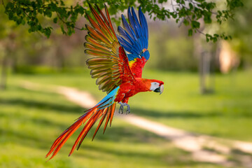 Colorful Scarlet Macaw Flying Amidst Green Nature With Vibrant Spread Wings