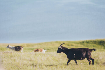 Goats roam freely across lush green grasslands near the tranquil blue waters on a sunny afternoon, enjoying nature's beauty and the warmth of the sun