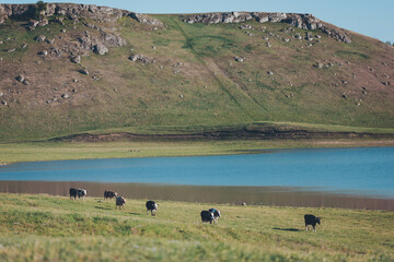 Cows graze peacefully by a serene lake surrounded by rolling hills on a clear afternoon in the...