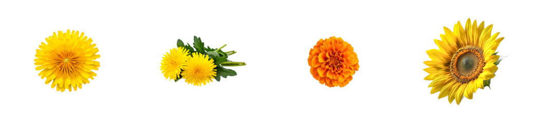 Fototapeta premium Assortment of colorful dandelion, marigold, sunflower blooms. cut out transparent