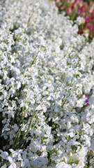 Flowers bloom across farm, flowers thriving under sunlight, farm soil enriched with nutrients, attracting pollinators, enhancing biodiversity, sustaining eco-friendly floral growth