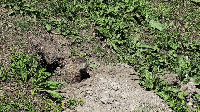 A groundhog pops its head out of a burrow surrounded by vibrant greenery. The animal surveys its surroundings, enjoying a sunny day in its natural habitat.