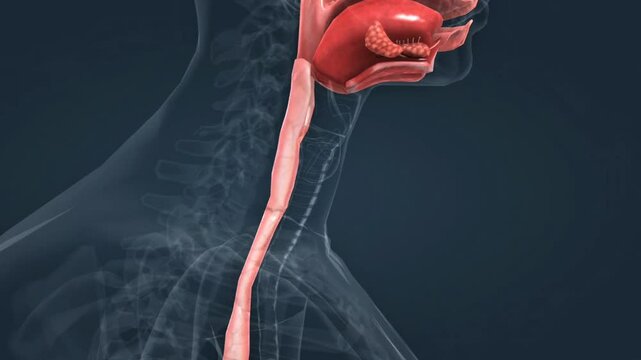 Anatomy of human gastrointestinal system