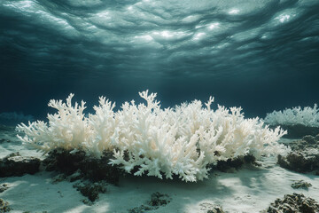 of vibrant coral reefs showing signs of bleaching and pollution.