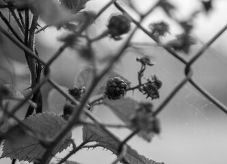 Fruit through a metal fence