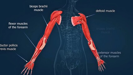 Human upper limb muscles anatomy