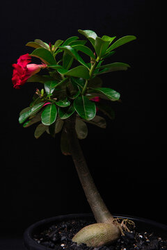 Rosa do Deserto folha e flor 