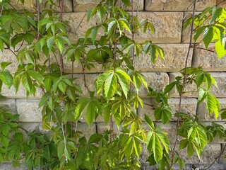 Obraz premium Parthenocissus quinquefolia fresh green leaves isolated on the wall. Close-up. American ivy, Virginia creeper, Victoria creeper, five-leaf ivy or five fingers, is a flowering vine in spring.