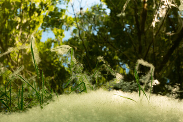 Fluff on branches and leaves of vegetation. 
It spreads pollen of cereals and meadow grasses in the...
