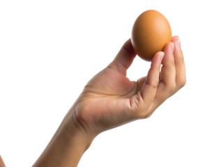 woman is holding a brown chicken egg isolated on white background ,PNG