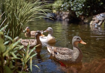 Ducks swimming peacefully in a lush pond.