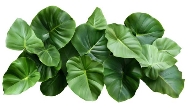  Green leaves border, PNG transparent background, no shadow. 
