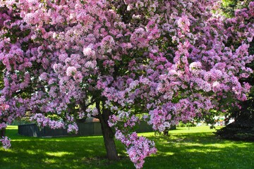 Obraz premium The blooming apple tree of Niedzwiecki. A luxuriantly blooming ornamental tree with abundant pink inflorescences. The apple tree is in bloom.