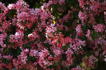the Nedzvetsky apple tree. The branches of the decorative apple tree are covered with dense inflorescences of pink flowers, creating the effect of a blooming cloud. 