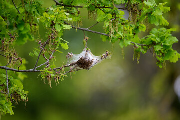 caterpillars in an oaktree