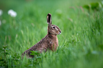 hare sitting in grass