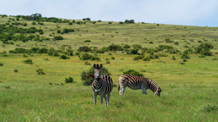 Beautiful view of two zebras grazing in the meadow, Addo Elephant National Park, South Africa