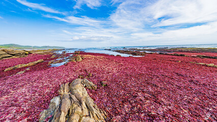Mantle of red seaweed covering the seashore, Schoenmakerskop, Port Elizabeth, South Africa © Jose