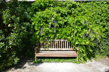Wooden bench garden in spring with purple flowers of Japanese Wisteria 