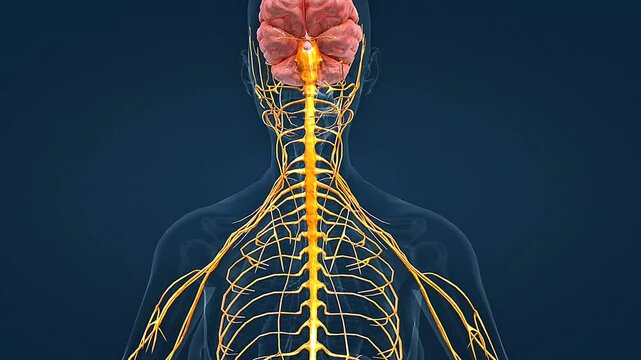 Human Nervous system anatomy