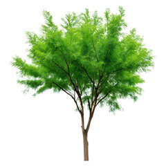 Fototapeta premium Lush Green Tree with Dense Foliage Surrounded by Bright Sunshine in a Clear Blue Sky, isolated on transparent background.