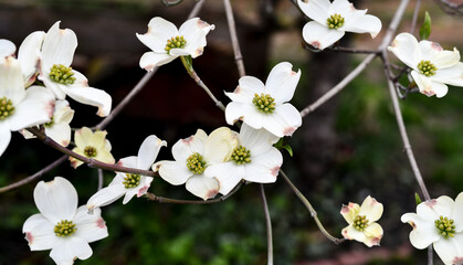 Colorful Wildflowers in bloom in Springtime